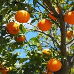 best time to plant orange tree in florida