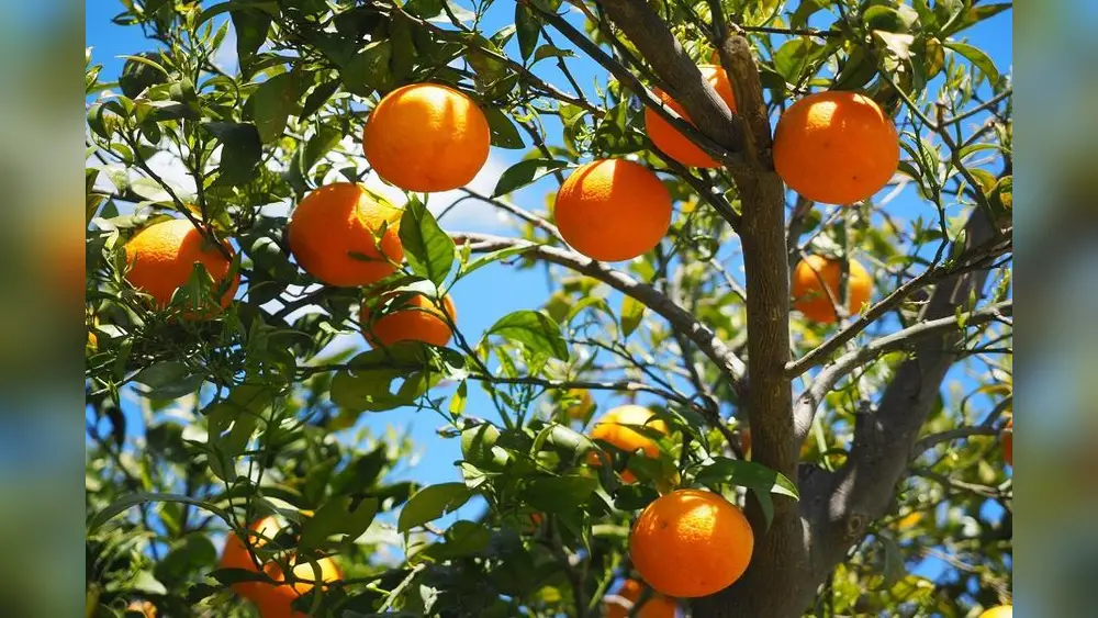 Best Time to Plant Orange Tree in Florida: Ultimate Guide 2025 1 best time to plant orange tree in florida