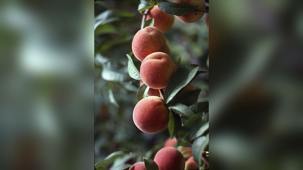 Best Time to Plant Peach Trees in Florida: Ultimate Guide 2025