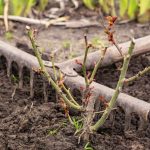 best time to plant rose bushes in florida