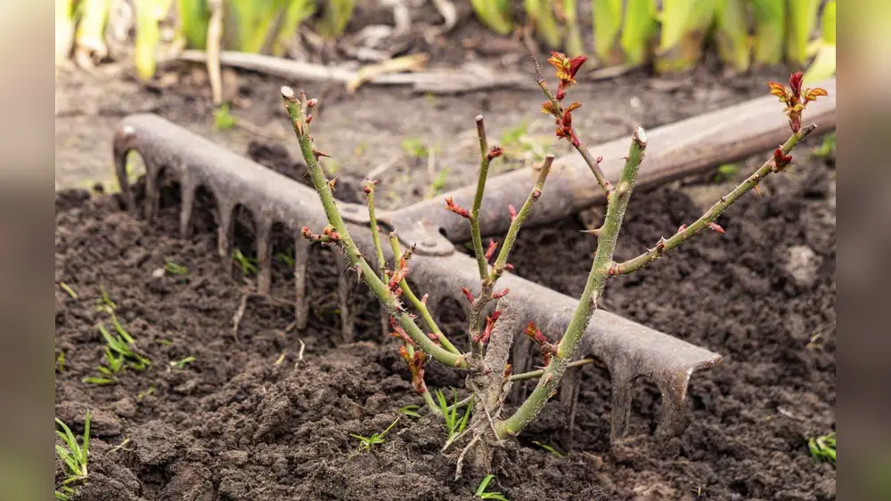 best time to plant rose bushes in florida