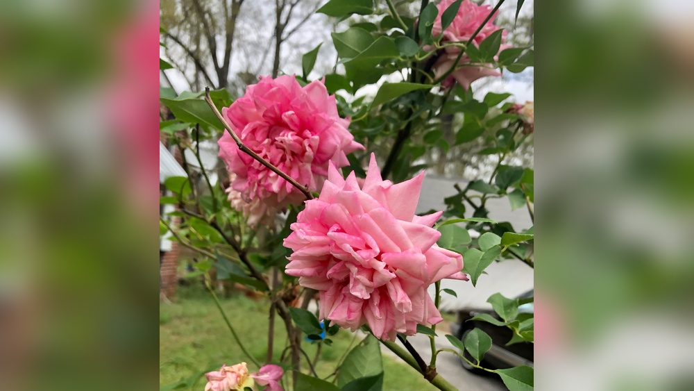 Best Time to Plant Roses in North Florida: Ultimate Seasonal Guide