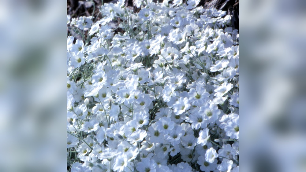 best time to plant snow in summer seeds in florida