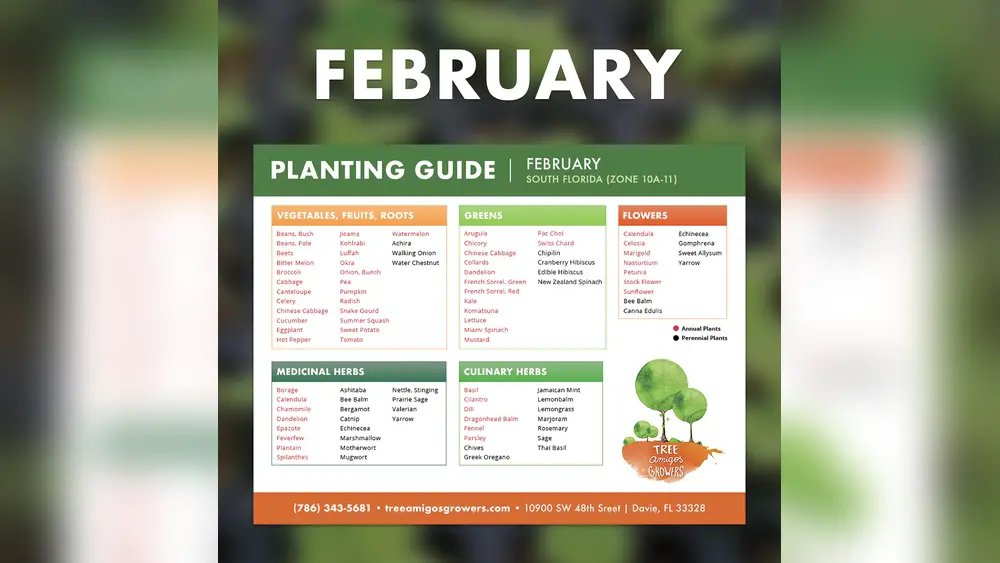 Best Time to Plant South Florida: Ultimate Guide for Lush Gardens 1 best time to plant south florida