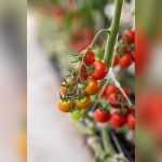 best time to plant tomatoes in northwest florida