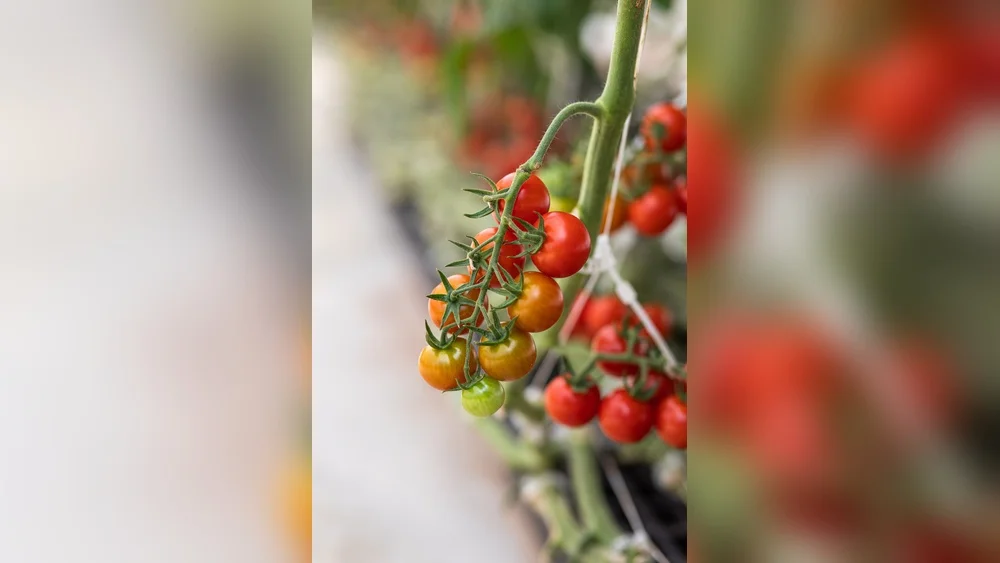 best time to plant tomatoes in northwest florida