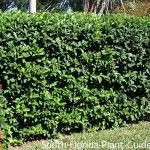 best time to plant viburnum in florida