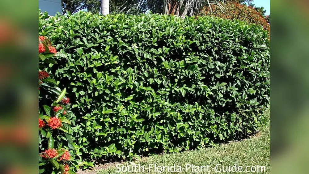 best time to plant viburnum in florida