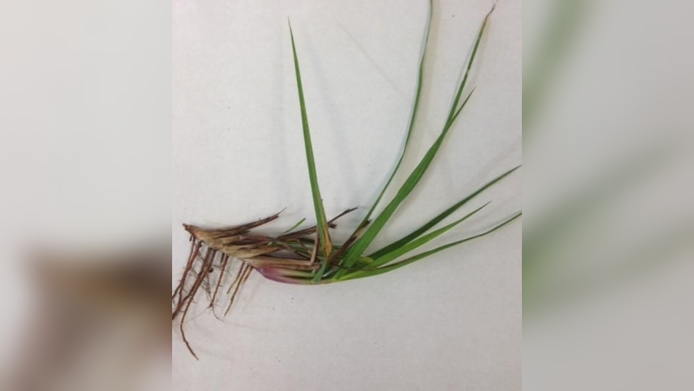 best time to plant weed in florida