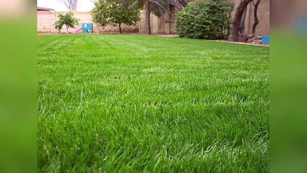 Best Time to Plant Winter Rye in Florida: Ultimate Guide 2025