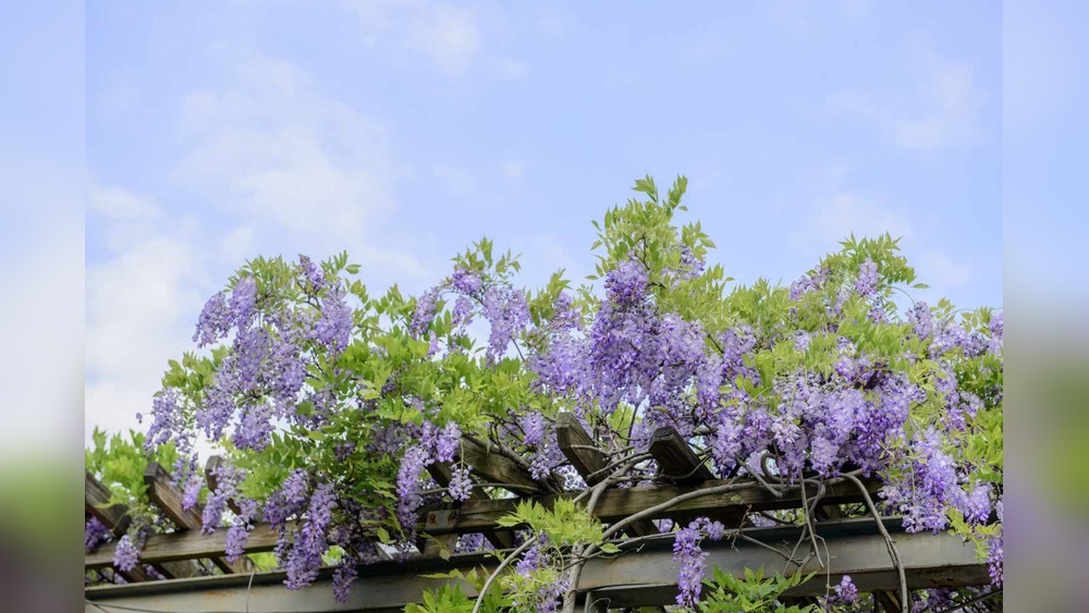 best time to plant wisteria in south florida