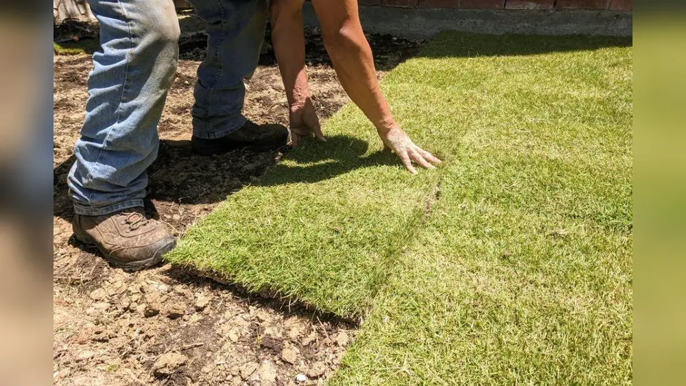 Best Time to Plant Zoysia Sod in Florida: Ultimate Guide for Success 1 best time to plant zoysia sod in florida