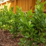 best time to prune plants and shrubs in central florida
