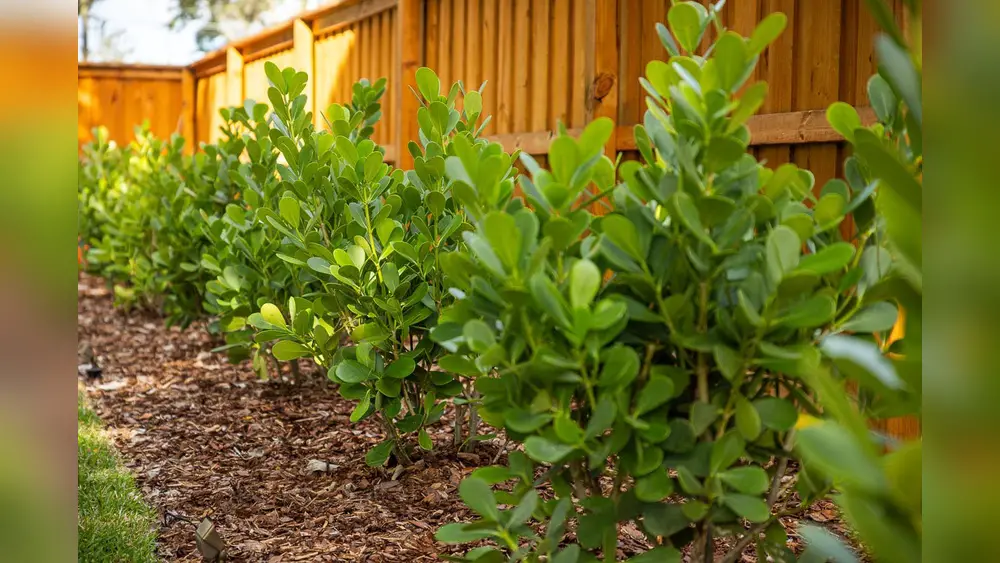 Best Time to Prune Plants And Shrubs in Central Florida: Expert Tips 1 best time to prune plants and shrubs in central florida