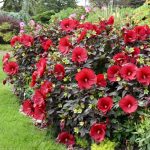 best time to prune plants in florida
