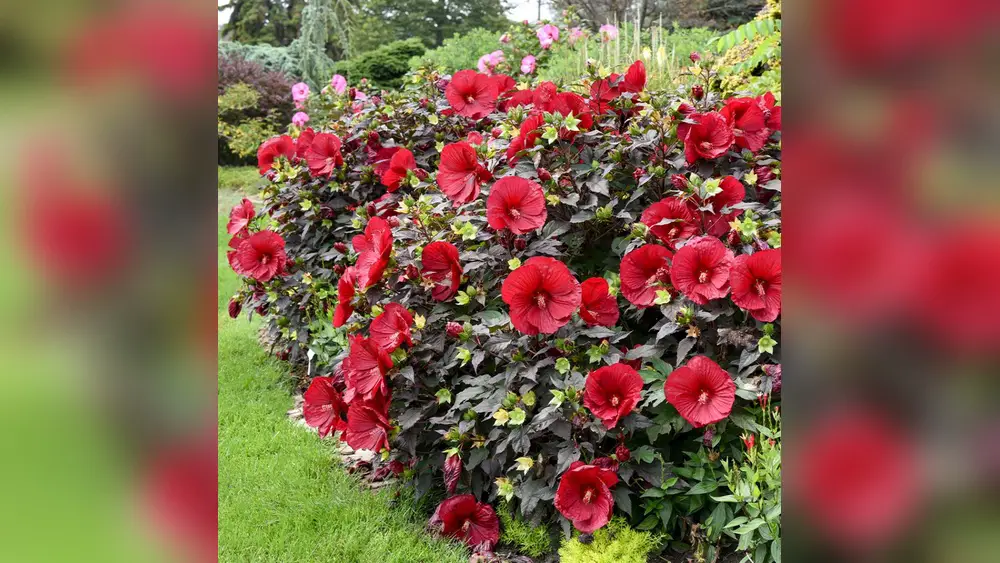 best time to prune plants in florida