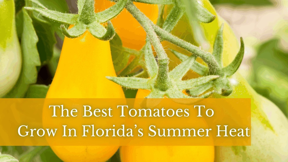 Best Tomato Plants for Florida: Top Varieties for Thriving Gardens
