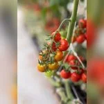 best tomato plants for northwest florida