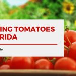 best tomato plants for sw florida