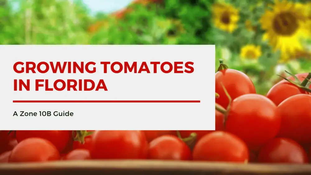 best tomato plants for sw florida