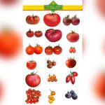 best tomato seed company in florida