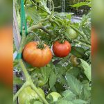 best tomatoe plant for south florida