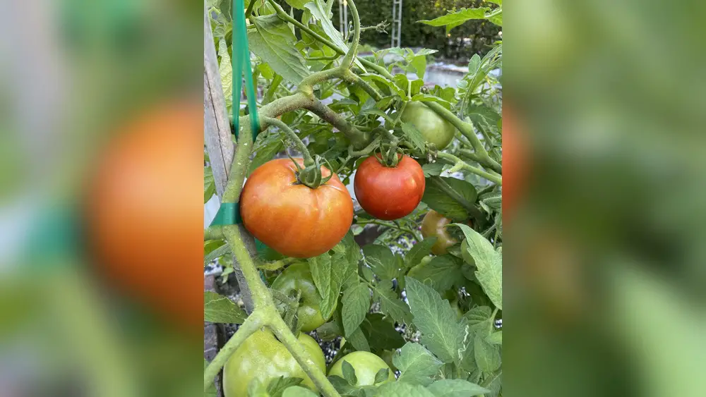 Best Tomatoe Plant for South Florida: Top Picks for Thriving Gardens 1 best tomatoe plant for south florida