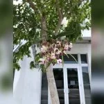 best tree on which to plant orchids florida