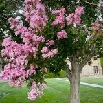 best tree to plant in central florida