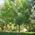 best tree to plant in central florida oaks