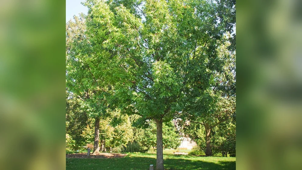 best tree to plant in central florida oaks