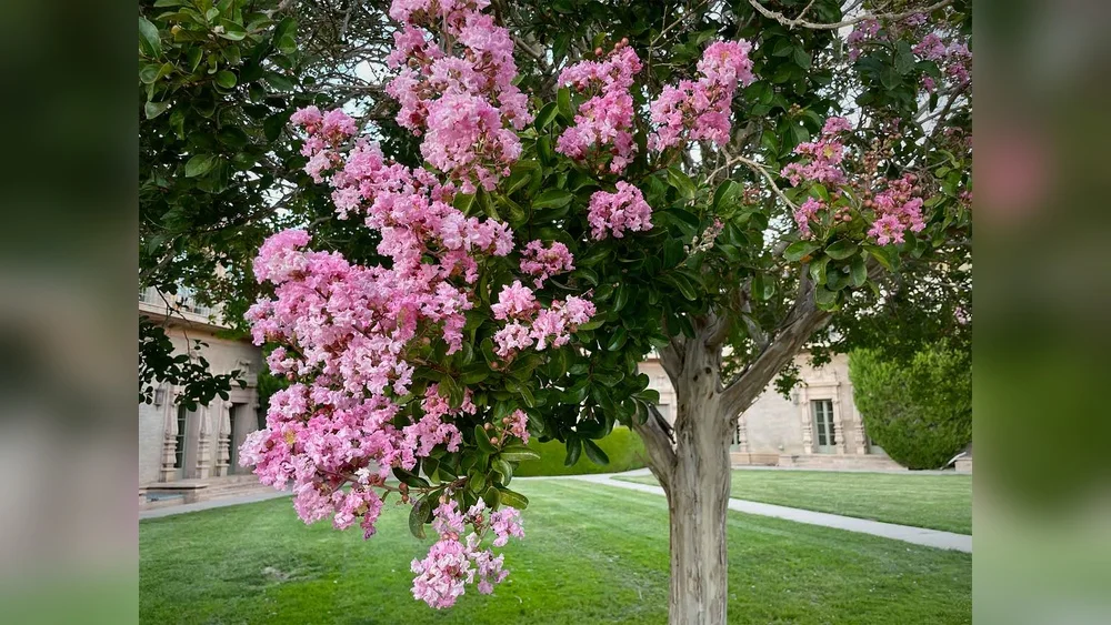 Best Tree to Plant in Central Florida: Top Picks for Thriving Gardens 1 best tree to plant in central florida