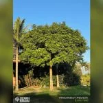best trees to plant in florida for shade