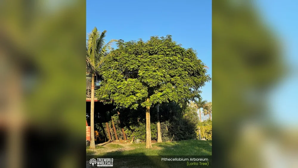 best trees to plant in florida for shade
