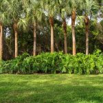 best trees to plant in front yard in florida