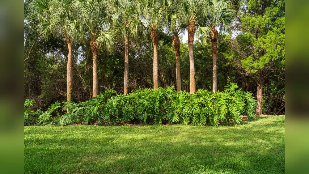 best trees to plant in front yard in florida