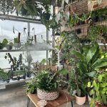 best trees to plant in winter haven florida