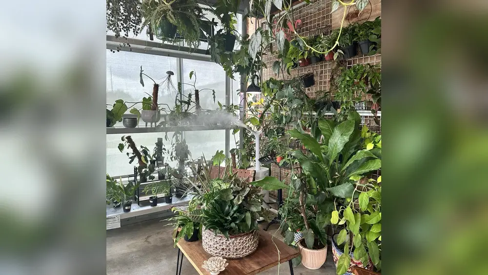 Best Trees to Plant in Winter Haven Florida: Top Picks for Growth 1 best trees to plant in winter haven florida