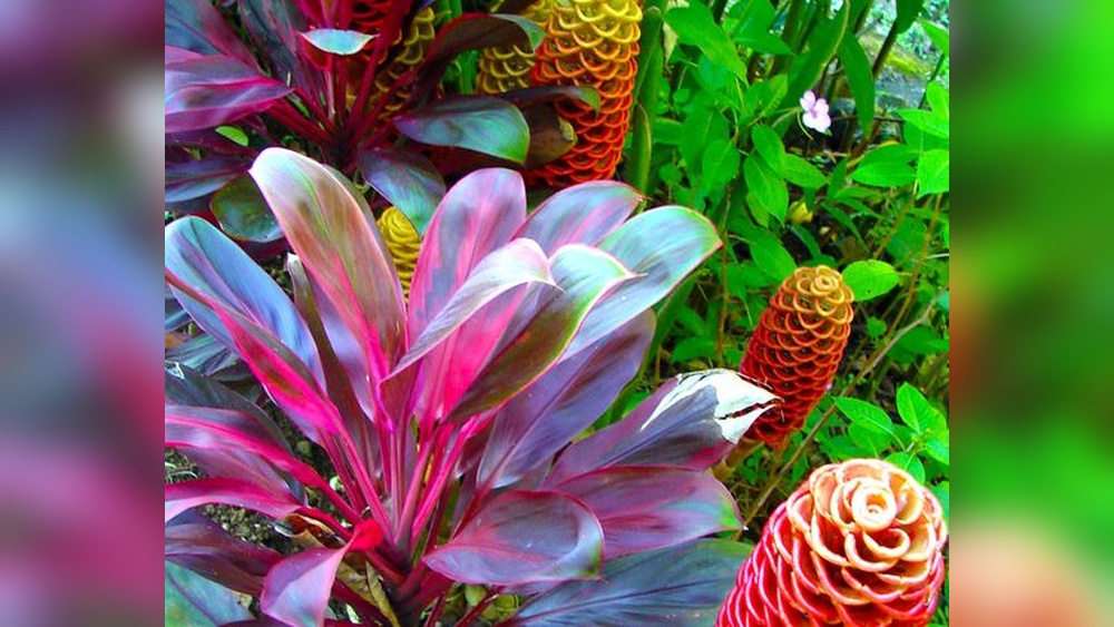 Best Tropical Plants for Florida: Ultimate Guide to Vibrant Gardens