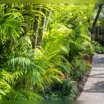 best tropical plants for north florida