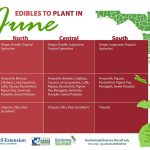 best vegetables to plant in florida summer