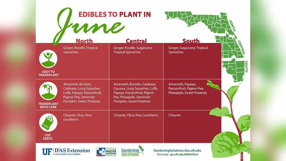 Best Vegetables to Plant in Florida Summer: Top Picks for Success 1 best vegetables to plant in florida summer