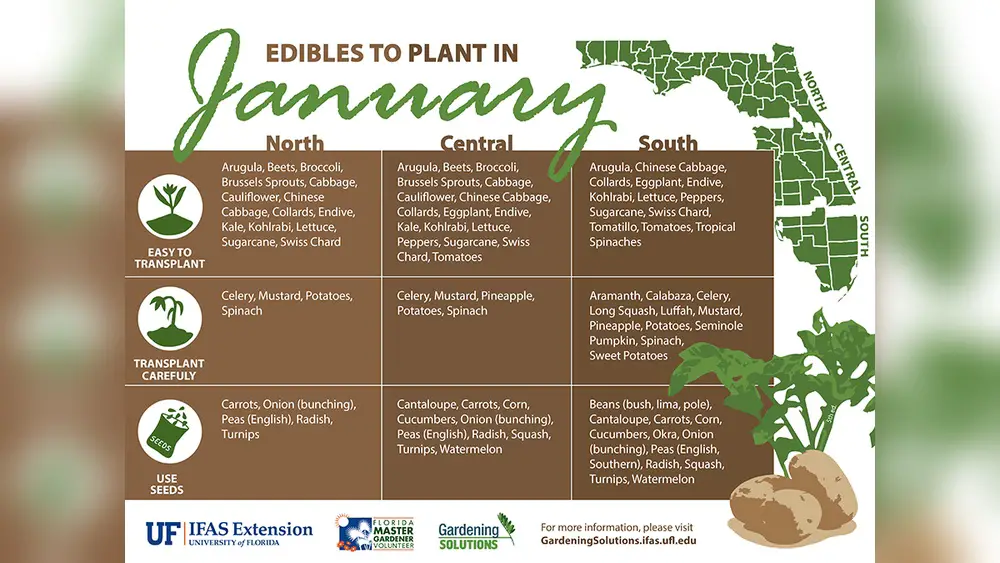 Best Vegetables to Plant in January in Florida: Top Picks for Success 1 best vegetables to plant in january in florida