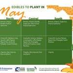 best vegetables to plant in may in florida