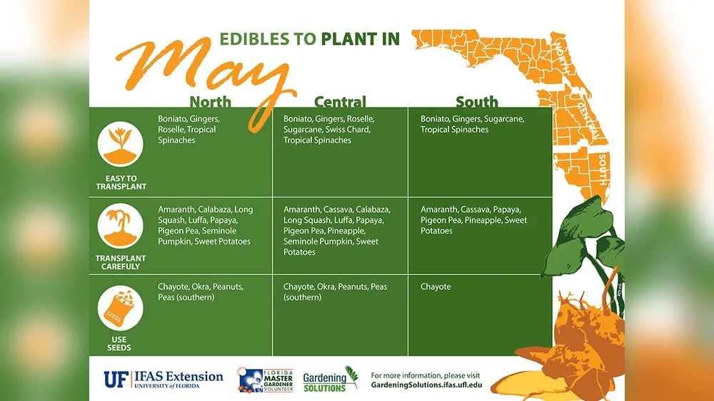Best Vegetables to Plant in May in Florida: Top Picks for a Thriving Garden 1 best vegetables to plant in may in florida