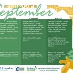 best vegetables to plant in october in florida