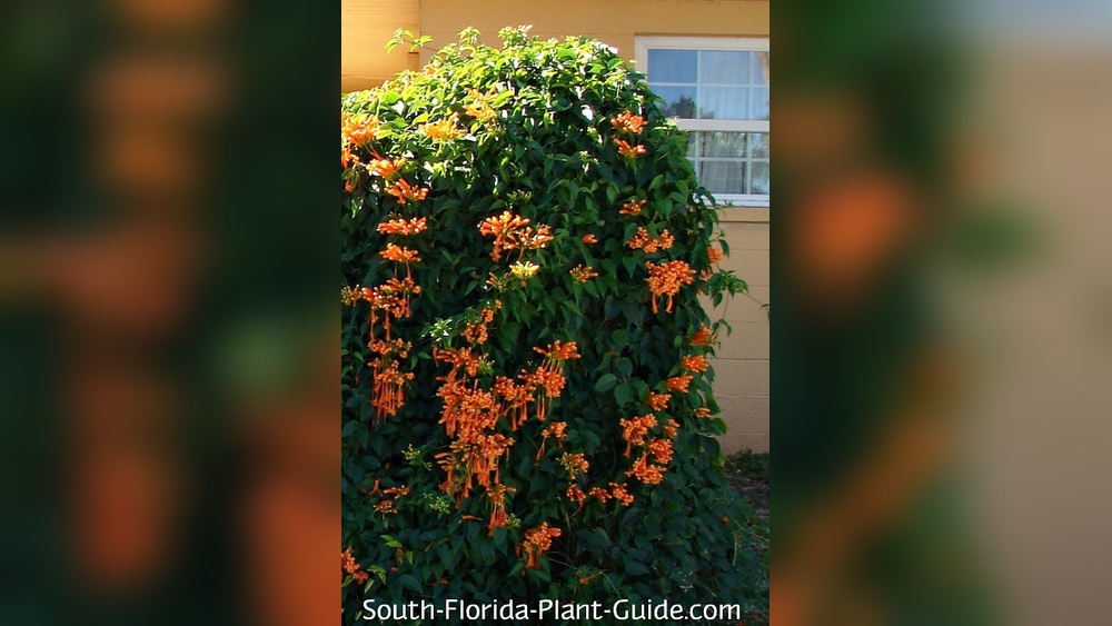 Best Vine Plants for Florida: Top Picks for Lush, Easy Growth