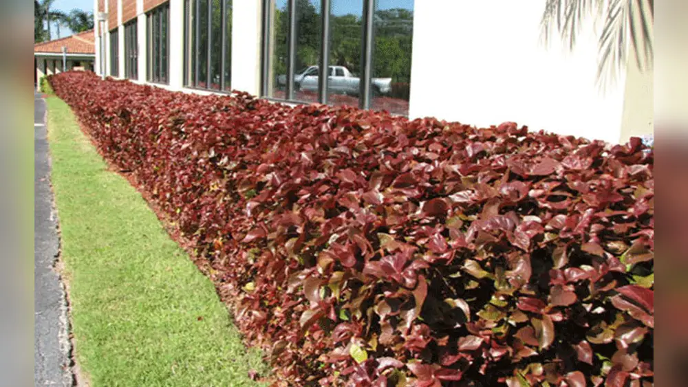 Best Xeriscape Hedge Plants for Florida: Top Drought-Resistant Picks 1 best xeriscape hedge plants for florida