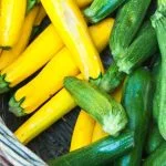 best zuchini plants for florida