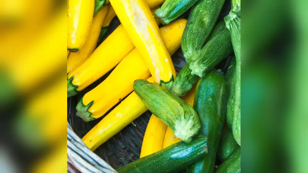 Best Zuchini Plants for Florida: Top Picks for Thriving Gardens 1 best zuchini plants for florida